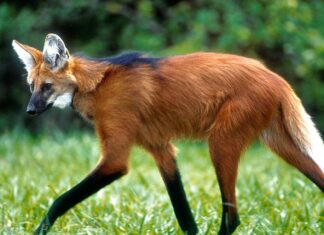 Quirinópolis- Projeto monitora e registra presença de mamíferos ameaçados de extinção