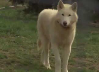 Cão ‘meio lobo’ criado como pet mata bebê de 3 meses nos EUA