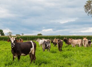 Prazo para declaração de rebanho em Goiás termina no dia 30 de dezembro