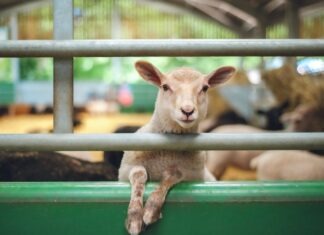 Vacinação contra raiva dos herbívoros vai até dia 15