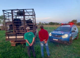 Caseiro furta e vende gado para vizinho