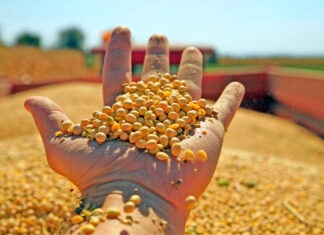 Goiás sofrerá redução de três milhões de toneladas na produção de soja