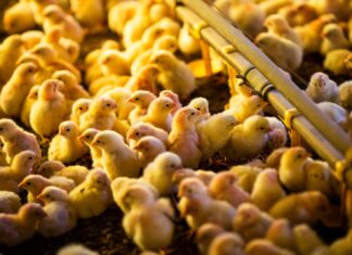 Agrodefesa reforça medidas para evitar gripe aviária em Goiás