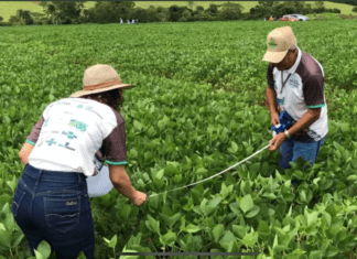 Agronegócio em Goiás pode ter novo prejuízo com grãos em 2024; entenda