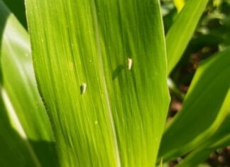 Goiás intensifica medidas para proteger produção de milho da cigarrinha