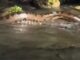 Sucuri gigante surpreende turistas no Rio da Prata, no Mato Grosso do Sul; veja o vídeo