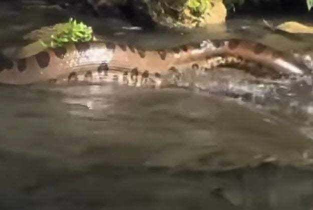 Sucuri-gigante-e-flagrada-por-turistas-em-cachoeira