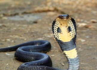 Youtuber é preso acusado de fornecer veneno de cobra como droga
