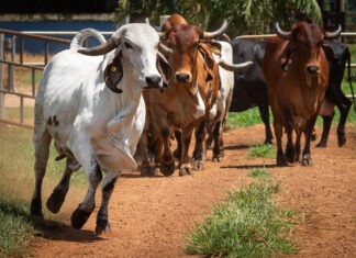 Goiás recebe reconhecimento nacional de livre de febre aftosa sem vacinação