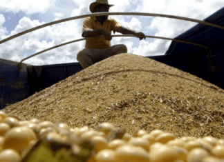 Brasil lidera exportação mundial de sete alimentos e se torna o “celeiro do mundo”, afirma relatório de banco