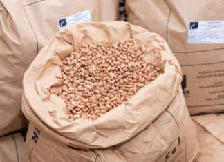Emater lança feijão de alta produtividade e resistência para agricultura familiar