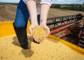 Safra para 2024 tem queda prevista de 0,8%, com 298,3 milhões de toneladas