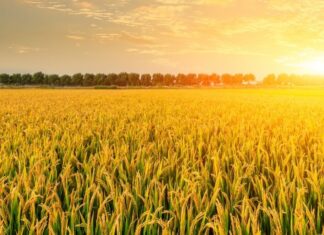 Ministério da Agricultura irá comprar um milhão de toneladas de arroz para evitar alta nos preços