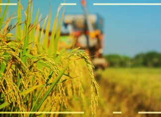 Rio Grande do Sul é o maior produtor de arroz do Brasil, 70% da produção nacional
