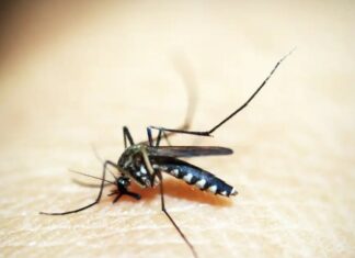 Saúde discute plano de enfrentamento da dengue