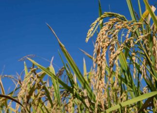 Tragédia no RS não deve afetar oferta de arroz e feijão em Goiás, diz governo