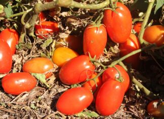 Transplantio de tomate deve ser feito até dia 30