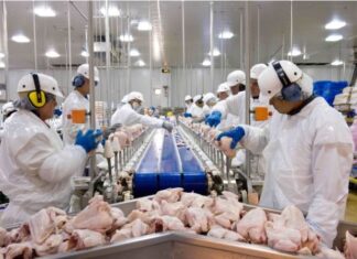 Exportações brasileiras de carne suína mantêm alta de 4,1% em 2024, diz ABPA