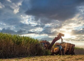 La Ninã pode impactar produção de cana na atual safra e no ciclo 2025/26