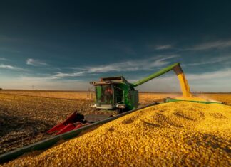 Colheita do milho avança rápido em Goiás com boas produtividades e preocupação para comercialização