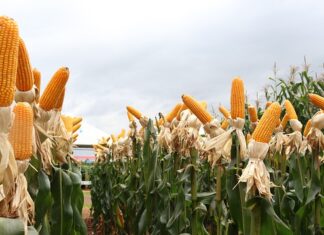 Milho despenca 4% em Chicago nesta 2ªfeira e atinge menor patamar desde nov/20