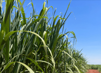 Pesquisa do Grupo Fitotécnico IAC aponta safra com menor área de plantio