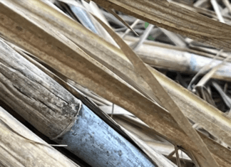 Produtividade da cana tem queda de 2,5% nesta safra