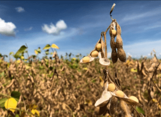 Soja perde até R$ 7/saca em relação à semana anterior no Brasil com pressão em Chicago e no dólar