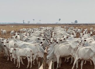 Boi gordo: semana inicia com preços estáveis, mas com viés de alta