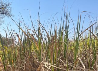 Seca faz produtividade da cana cair 12% em julho, diz CTC