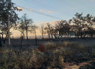 Equatorial Goiás registra quase o dobro de incêndios perto da rede elétrica neste ano
