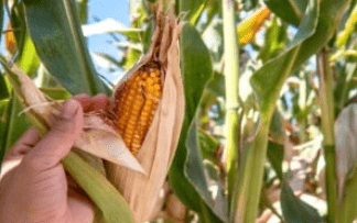 Preços do milho sobem nesta 6ªfeira e acumulam altas semanais na B3
