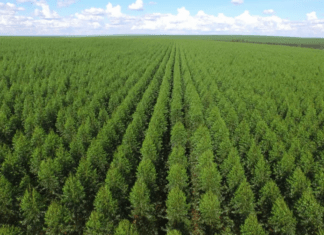 Plantações de eucalipto reduzem em quase 30% a riqueza de insetos aquáticos de nascentes de rios, mostra pesquisa