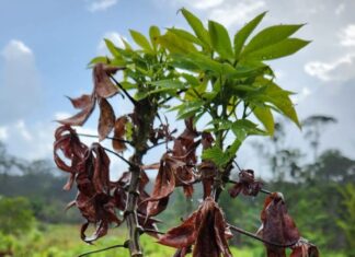 Embrapa identifica primeiro caso de vassoura-de-bruxa da mandioca no Brasil
