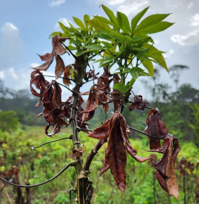VASSOURA DA BRUXA MANDIOCA