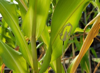 Inteligência artificial analisa temperatura das folhas para identificar necessidade de água