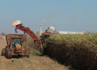 CONAB Produção de cana-de-açúcar em Goiás cresce 3,5% na safra 24/25, aponta Conab