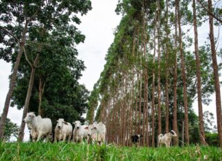 Goiás quer cumprir todas as metas do Plano ABC+