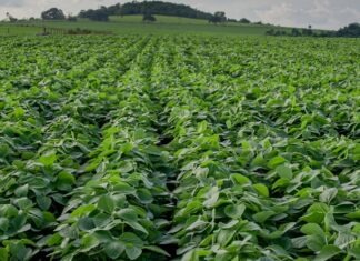 Semeadura da soja em Goiás pode começar a partir do dia 25