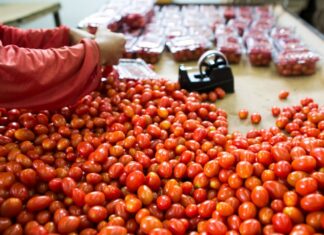 Produção de tomate em Goiás deve crescer 36,6% em 2024