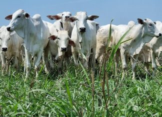 Brachiaria híbrida produz mais de 5 mil kg de feno por hectare, mostra pesquisa