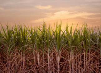 Estudo prevê queda de até 20% na produção de cana em seis estados devido a alterações climáticas