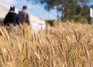 Diversificação de culturas é um dos segredos do sucesso agropecuário de Goiás