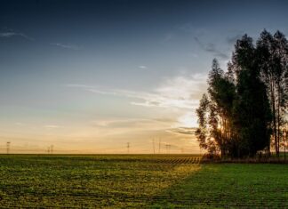 Produção goiana de grãos deve crescer 11,4% na safra 2024/2025