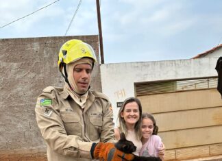 QUIRINÓPOLIS: BOMBEIROS REALIZAM RESGATE DE GATO PRESO EM MOTOR DE CARRO