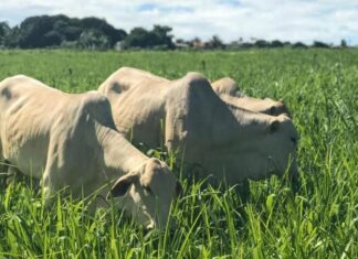 Arroba do boi já é negociada a R$ 320 em São Paulo; veja os preços pelo Brasil