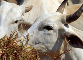 POSSÍVEL CASO DE ‘DOENÇA DA VACA LOUCA’ É INVESTIGADO EM MINAS