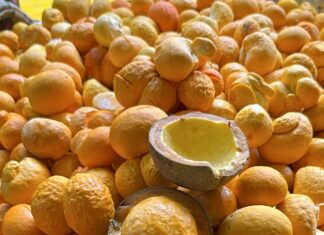 Extração de pequi em Goiás avança 21,8% em 2023