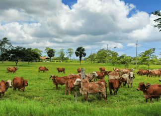 Brasil exporta tecnologia para melhoramento genético de bovinos leiteiros