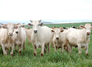 Focos de raiva bovina aumentam no Paraná e se alastrando por 45 municípios